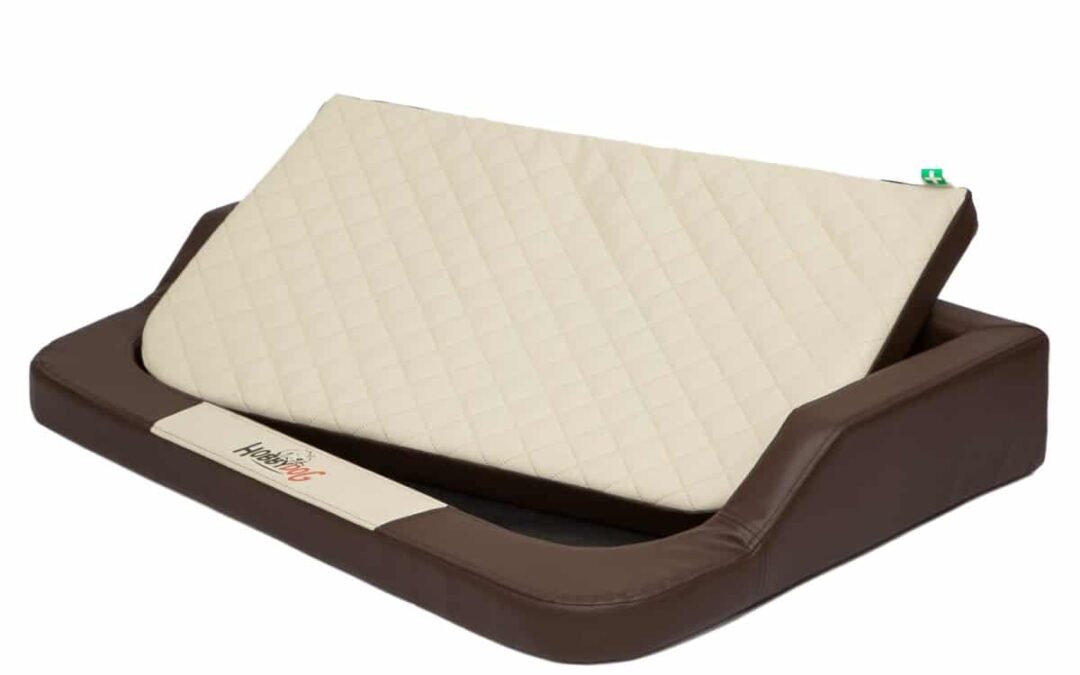 orthopedische labrador retriever (4)