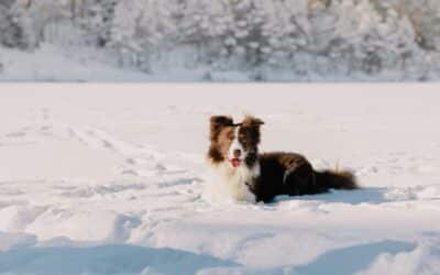Waarom houden honden zo van sneeuw? Winterpret en warme hondenmanden