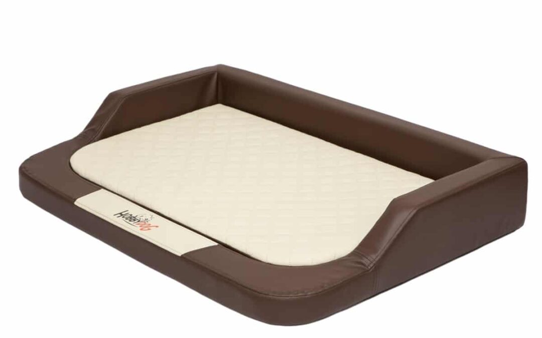 dog bed for English Setter